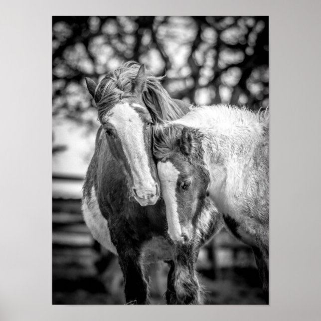 Poster Chevaux Imprimer/Poster (Devant)