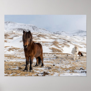 Poster Chevaux islandais en hiver