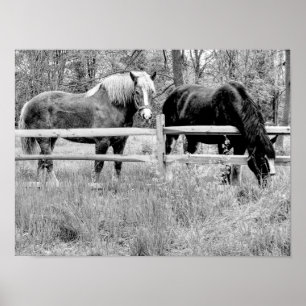 Poster Chevaux noir et blanc — Art de la photographie num