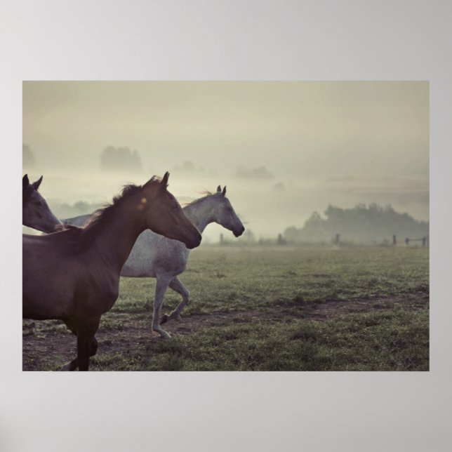 Poster Chevaux sauvages (Devant)