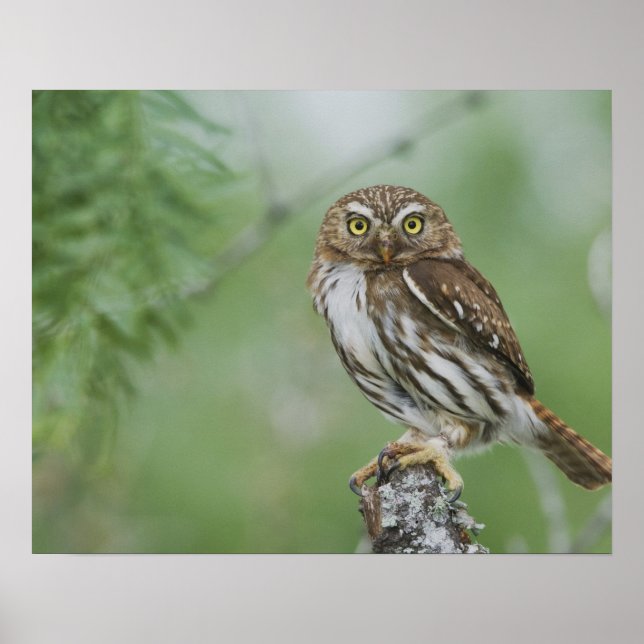 Poster Chevêchette brune, Glaucidium brasilianum, 3 (Devant)