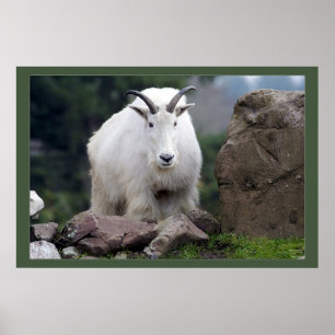 Poster Chèvre de montagne de cascade
