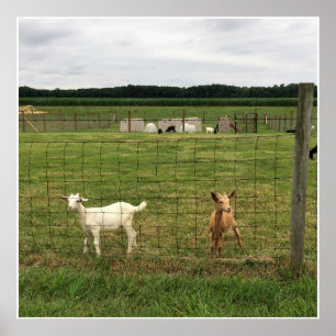 Poster Chèvres sur une ferme