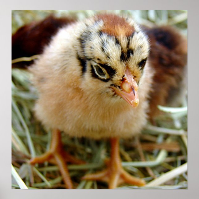 Poster Chick (Devant)