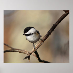 Poster Chickadee