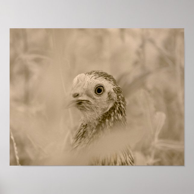 Poster Chicken (Devant)