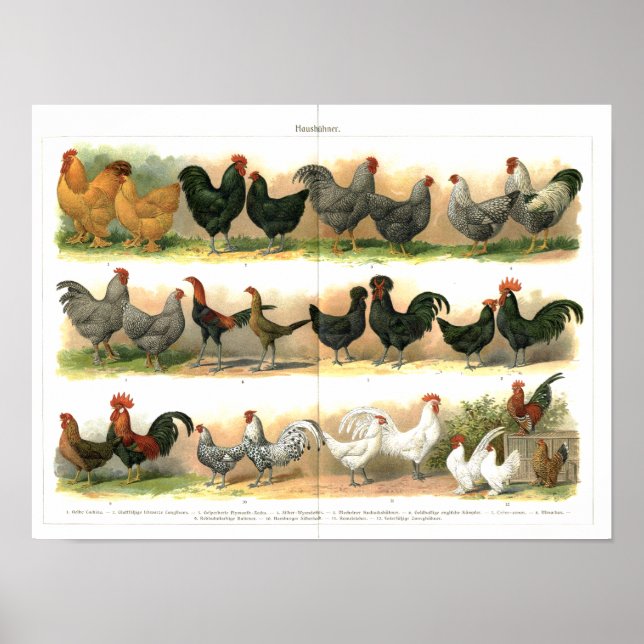 Poster Chickens Roosters se reproduit illustration (Devant)