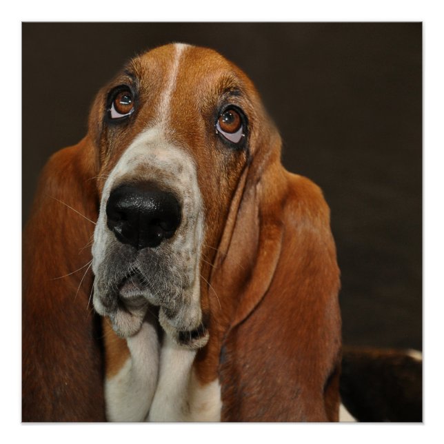 Poster chien 2 de basset-hound (Devant)