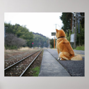 Poster Chien assis à la gare