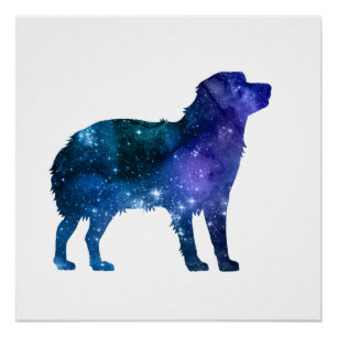 Poster Chien australien