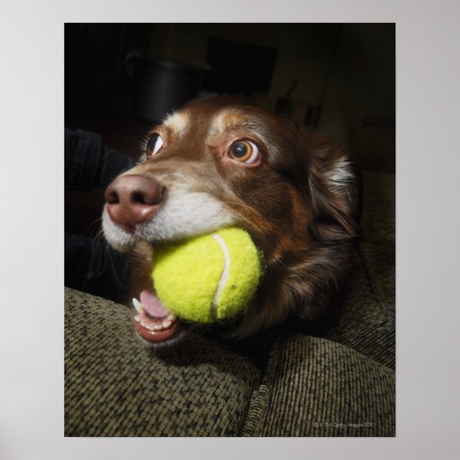 Poster Chien avec balle de tennis (Devant)