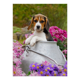 Poster Chien Beagle mignon chiot dans une église de lait