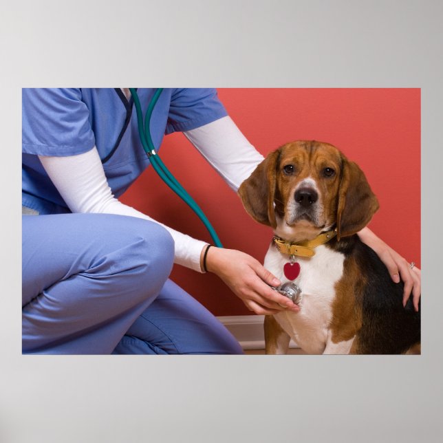 Poster Chien Beagle mignon Obtenir un examen vétérinaire (Devant)