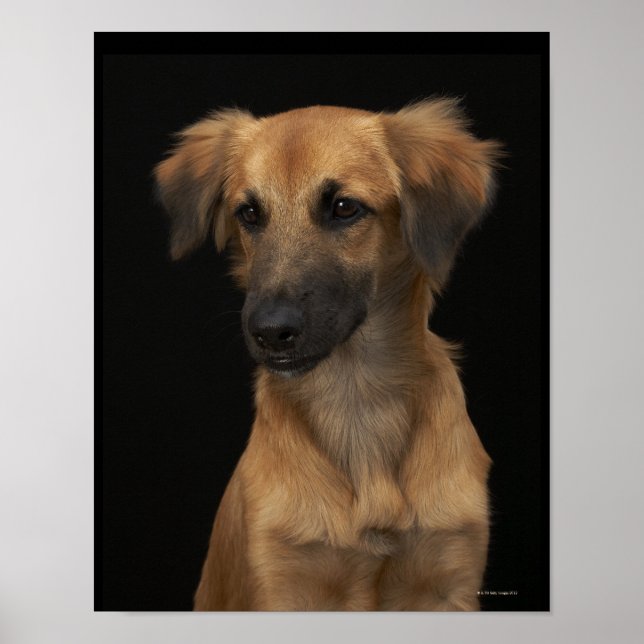 Poster Chien Brown avec nez noir sur noir (Devant)