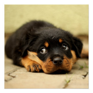 Poster Chien chiot Rottweiler curieux de la vie