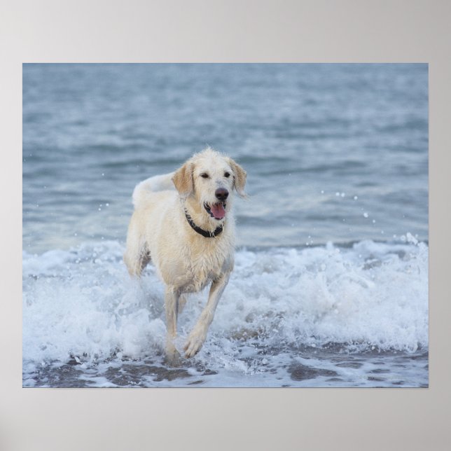 Poster Chien courant dans l'eau à la plage. (Devant)