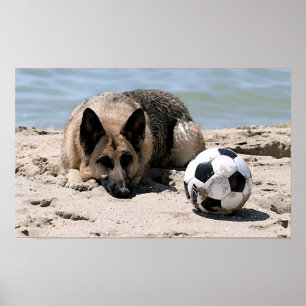 Poster Chien de berger allemand avec la copie d'affiche