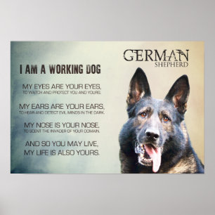 Poster Chien de berger allemand de travail - GSD