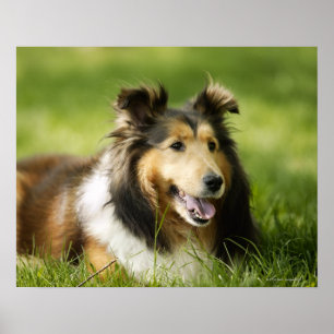 Poster Chien de berger de Shetland se reposant sur