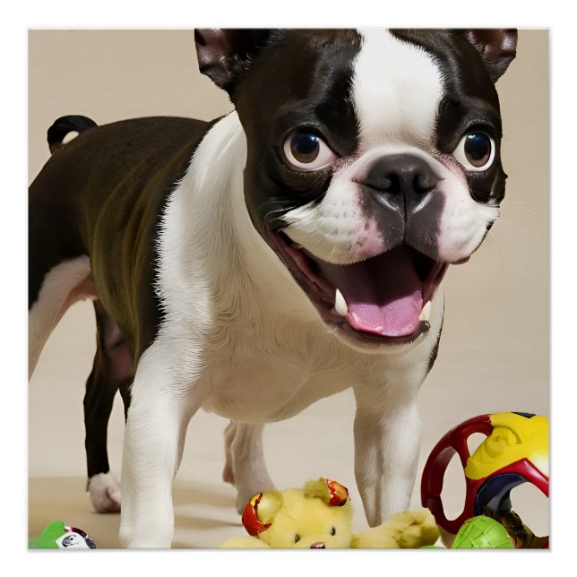 Poster Chien de Boston Terrier jouant avec des jouets (Devant)