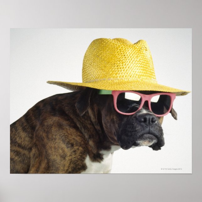 Poster Chien de boxe avec casquette et lunettes (Devant)