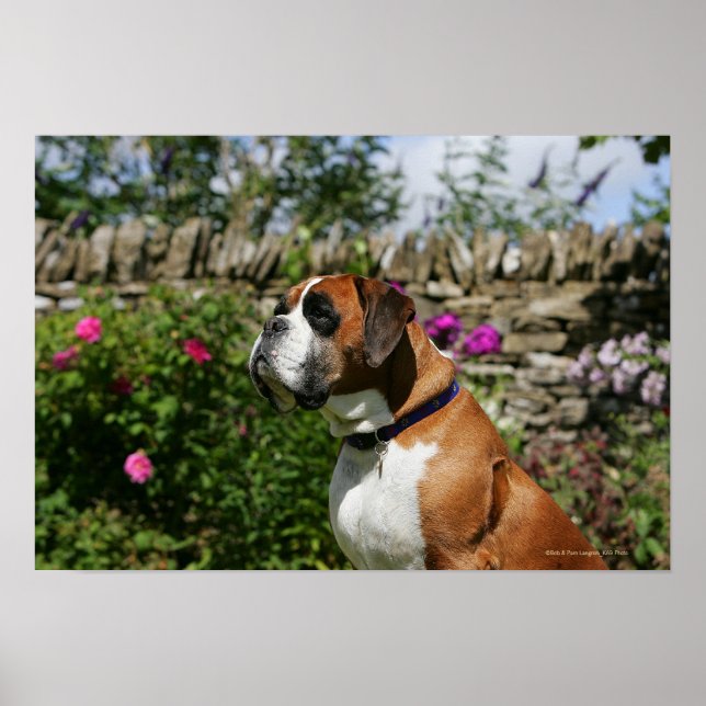 Poster Chien de boxe dans les fleurs (Devant)