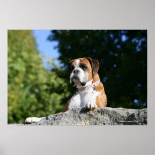 Poster Chien de boxeur s'étendant sur une roche