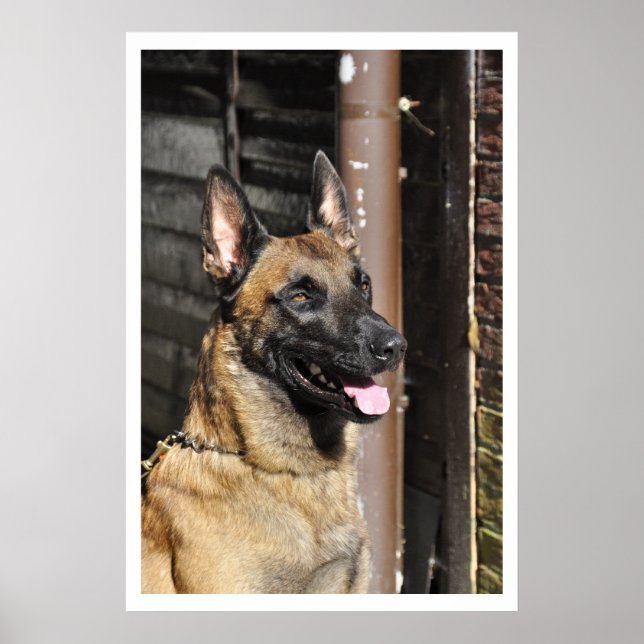 Poster Chien de la Garde Malinoise belge (Devant)