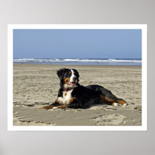 Poster Chien de montagne bernois sur une plage