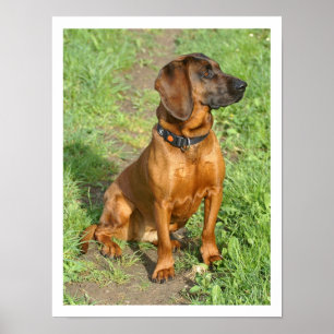 Poster Chien de montagne de Bavarois assis dans l'herbe