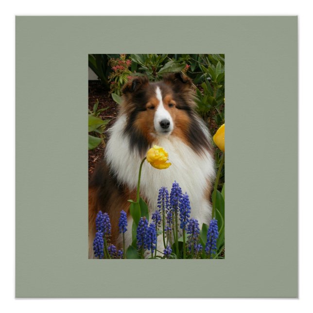 Poster Chien de mouton de schetland en fleurs (Devant)
