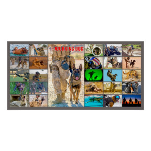 POSTER CHIEN DE TRAVAIL MILITAIRE AMÉRICAIN "MONTAGE"