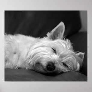Poster Chien du mignon Westie (West Highland Terrier)