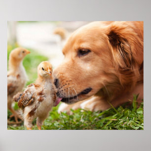 Poster Chien et poussin