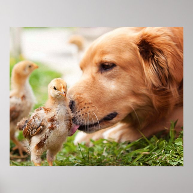Poster Chien et poussin (Devant)