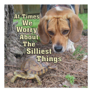 Poster Chien et tortue Beagles inquiets