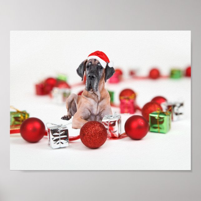 Poster Chien Great Dane Mignon Chapeau de Noël de Santa (Devant)