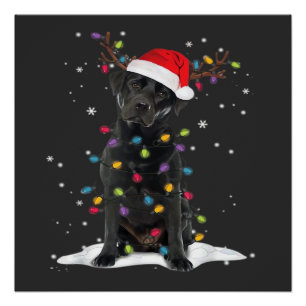 Poster Chien Labrador Noir Xmas Noël Lumière de l'arbre d