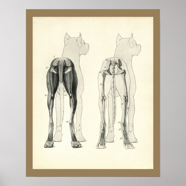 Poster Chien Leg Skeleton Muscle Anatomie Imprimer (Devant)