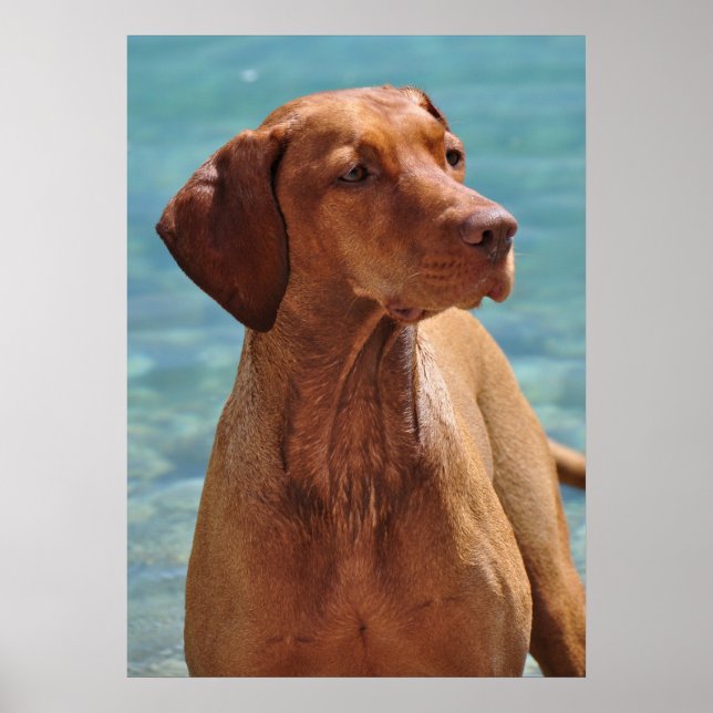 Poster Chien Magyar Vizsla (Devant)