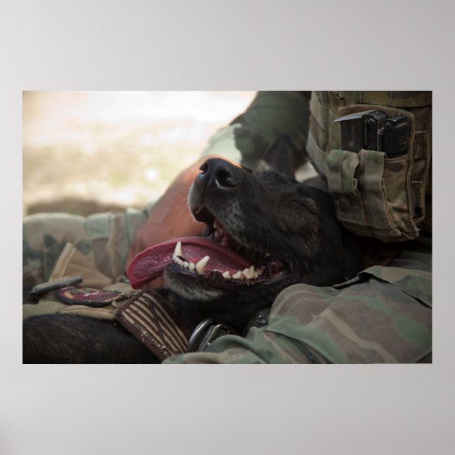 Poster Chien militaire allemand berger souriant (Devant)