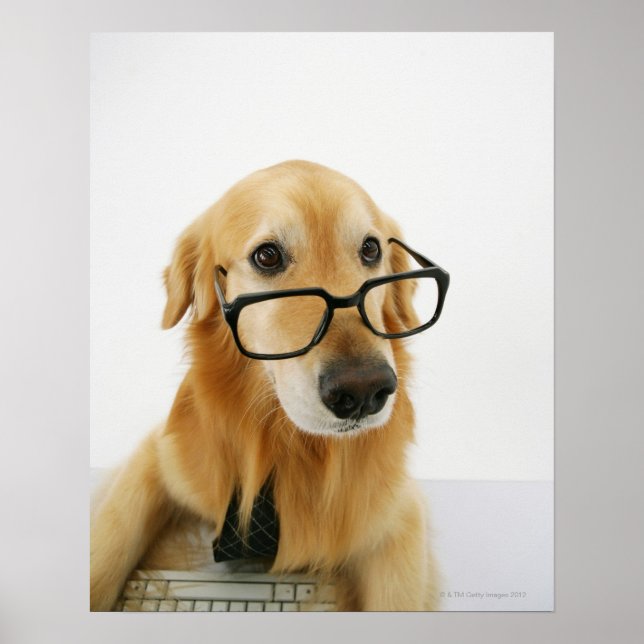 Poster Chien portant cravate et lunettes assis sur la cha (Devant)