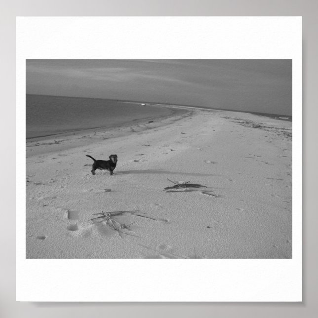 Poster Chien sur la plage (Devant)