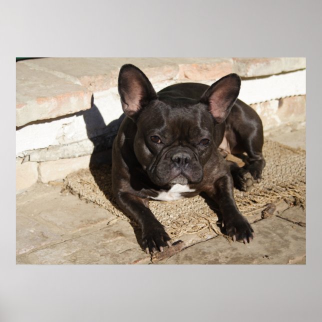 Poster Chien-taureau français fatigué (Devant)