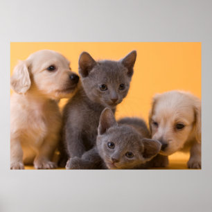 Poster Chiens bleu russe et Chiens de poche