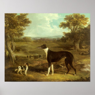 Poster Chiens, Greyhound et Espagnol, Docteur Fop par Her