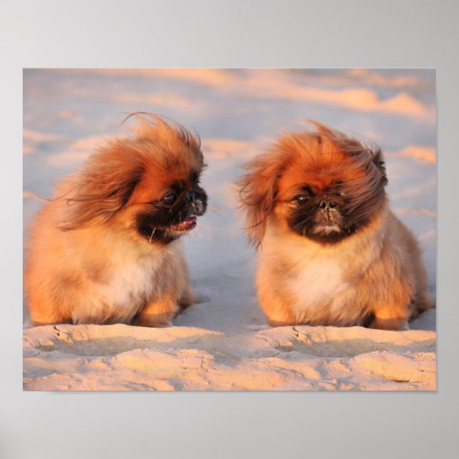 Poster Chiens Pekingese mignons (Devant)
