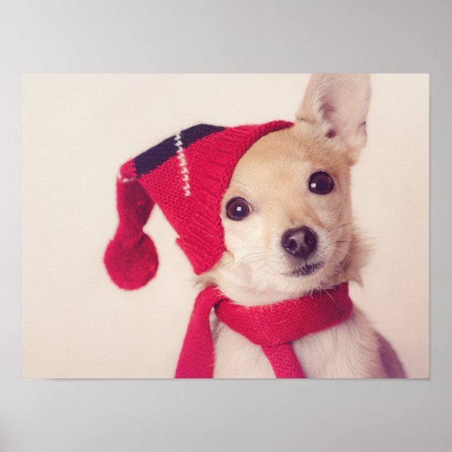 Poster Chihuahua (Devant)