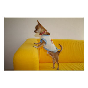 Poster Chihuahua chiot sur canapé jaune