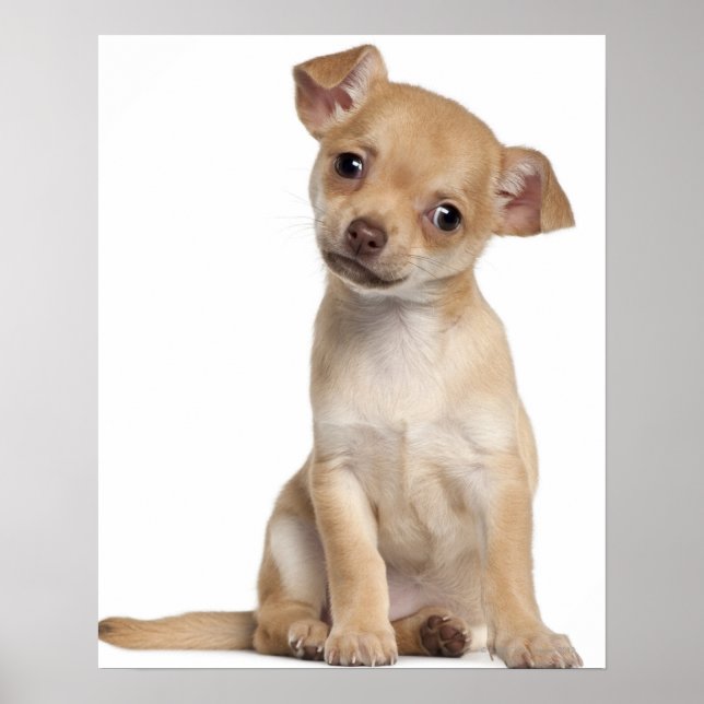 Poster Chihuahua chippy (2 mois) (Devant)